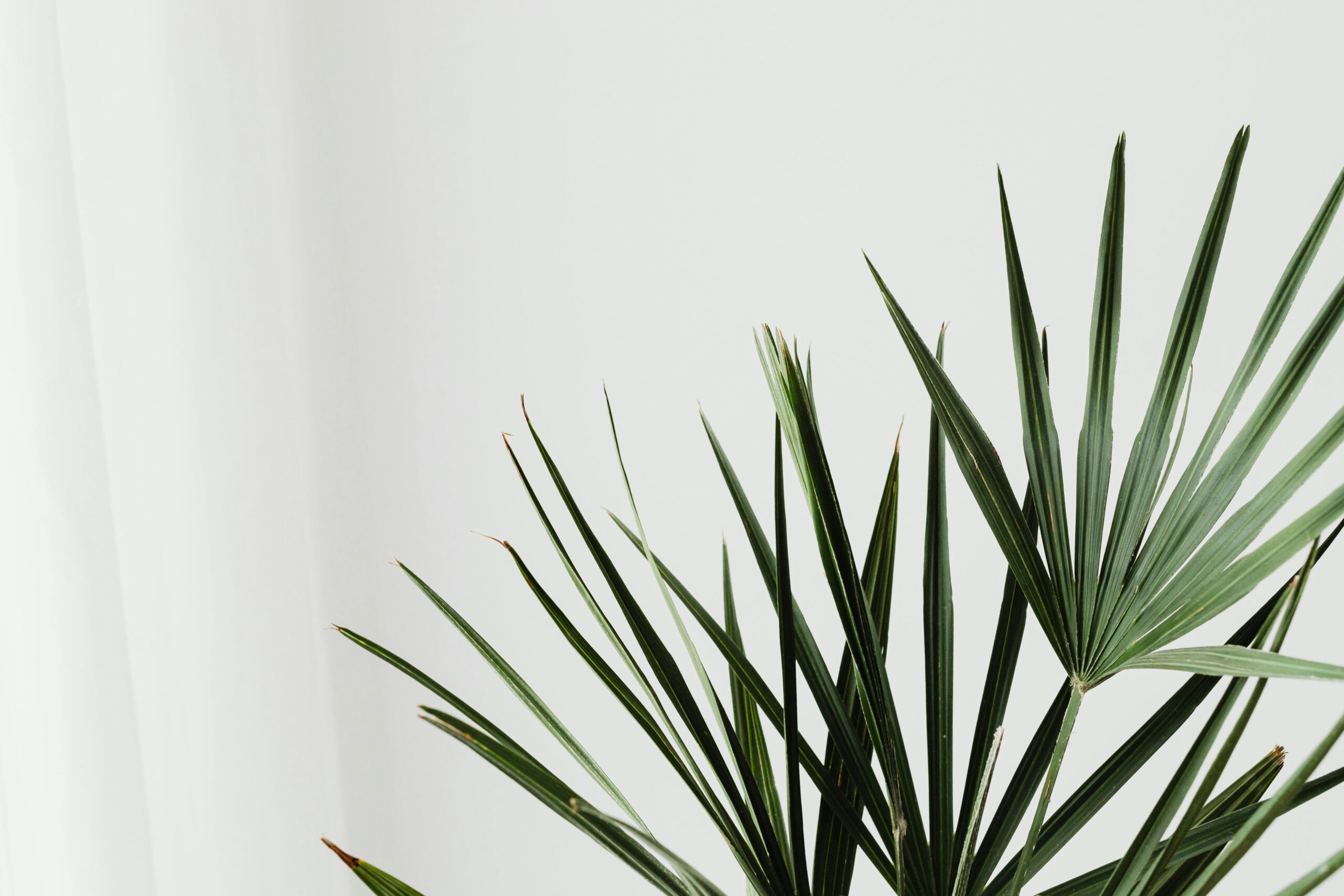 Pexels Karolina Grabowska 7193659